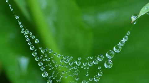 夏日清晨植物上的露珠图片(上)