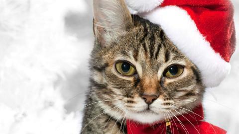 圣诞节猫咪图片