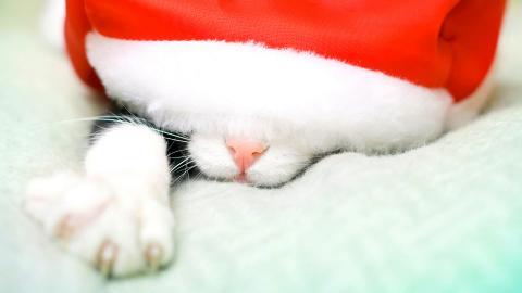 圣诞节猫咪图片