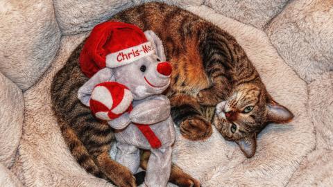 圣诞节猫咪图片