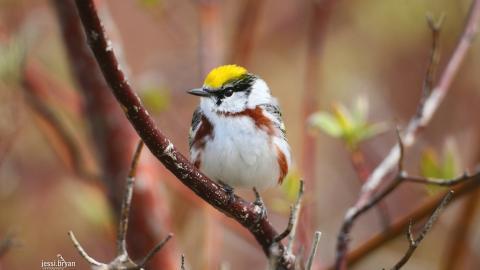 野生小鸟摄影宽屏图片