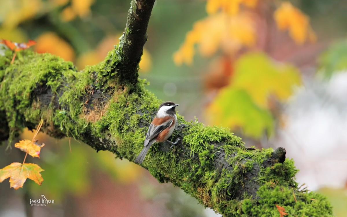 野生小鸟摄影宽屏图片