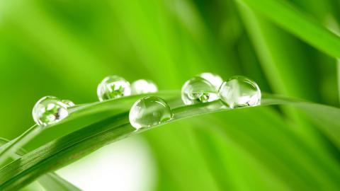 夏日清晨植物上的露珠图片(上)