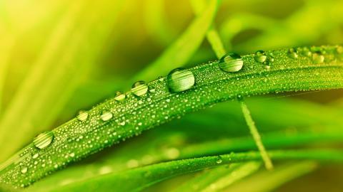 夏日清晨植物上的露珠图片(上)