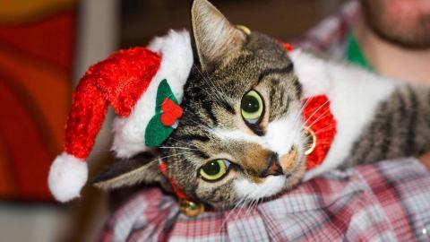 圣诞节猫咪图片