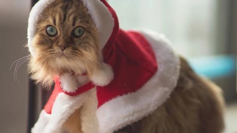 圣诞节猫咪图片
