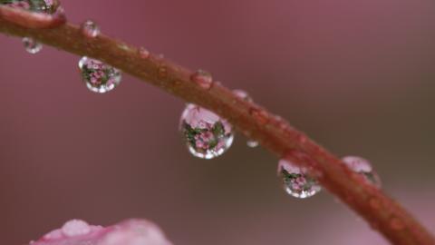 夏日清晨植物上的露珠图片(上)