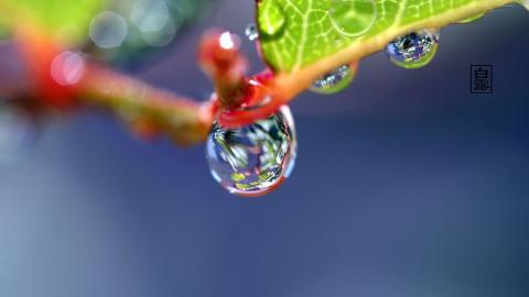 夏日清晨植物上的露珠图片(上)