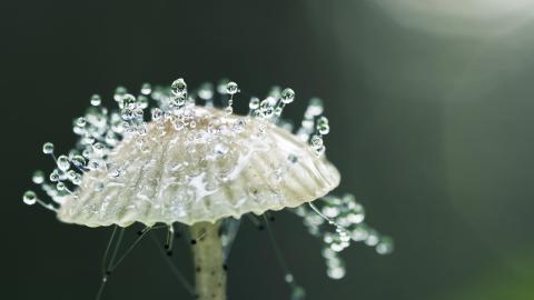 夏日清晨植物上的露珠图片(上)