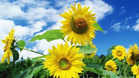 阳光下的向日葵花朵图片