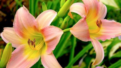 清新百合花图片