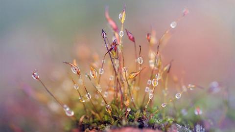 夏日清晨植物上的露珠图片(上)