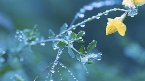 夏日清晨植物上的露珠图片(上)