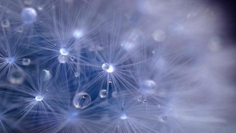 夏日清晨植物上的露珠图片(上)