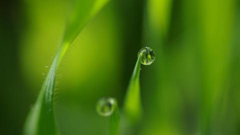 夏日清晨植物上的露珠图片(上)