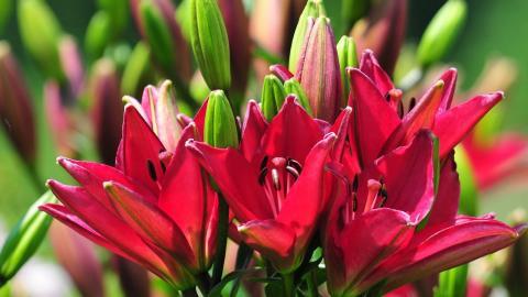 清新百合花图片