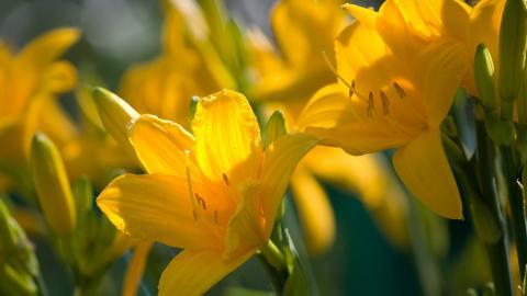 清新百合花图片