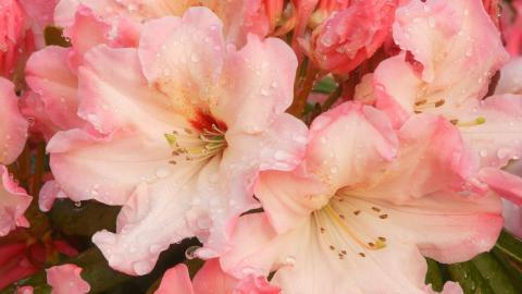 清新百合花图片