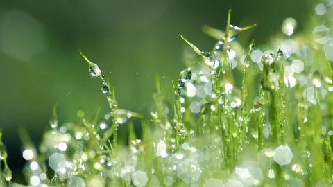 夏日清晨植物上的露珠图片(上)