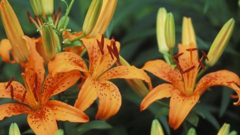 清新百合花图片