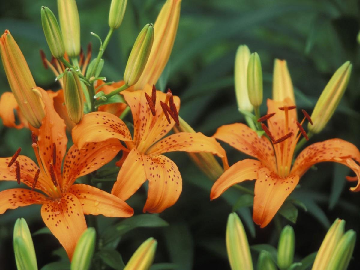 清新百合花图片