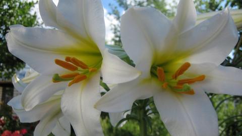 清新百合花图片