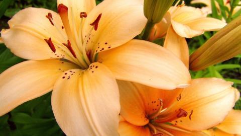 清新百合花图片