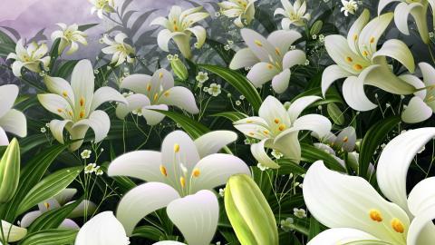 清新百合花图片