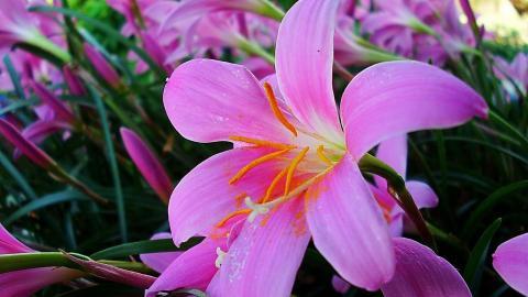 清新百合花图片