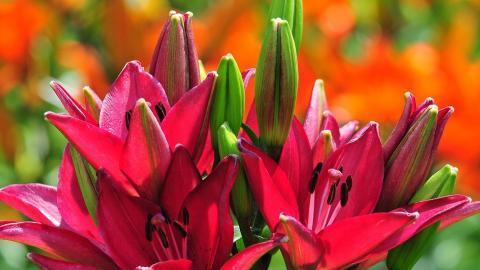 清新百合花图片