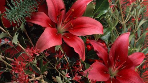 清新百合花图片