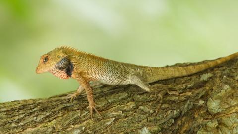 蜥蜴图片