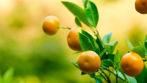 水果桔子高清图片