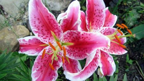 清新百合花图片