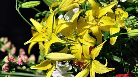 清新百合花图片