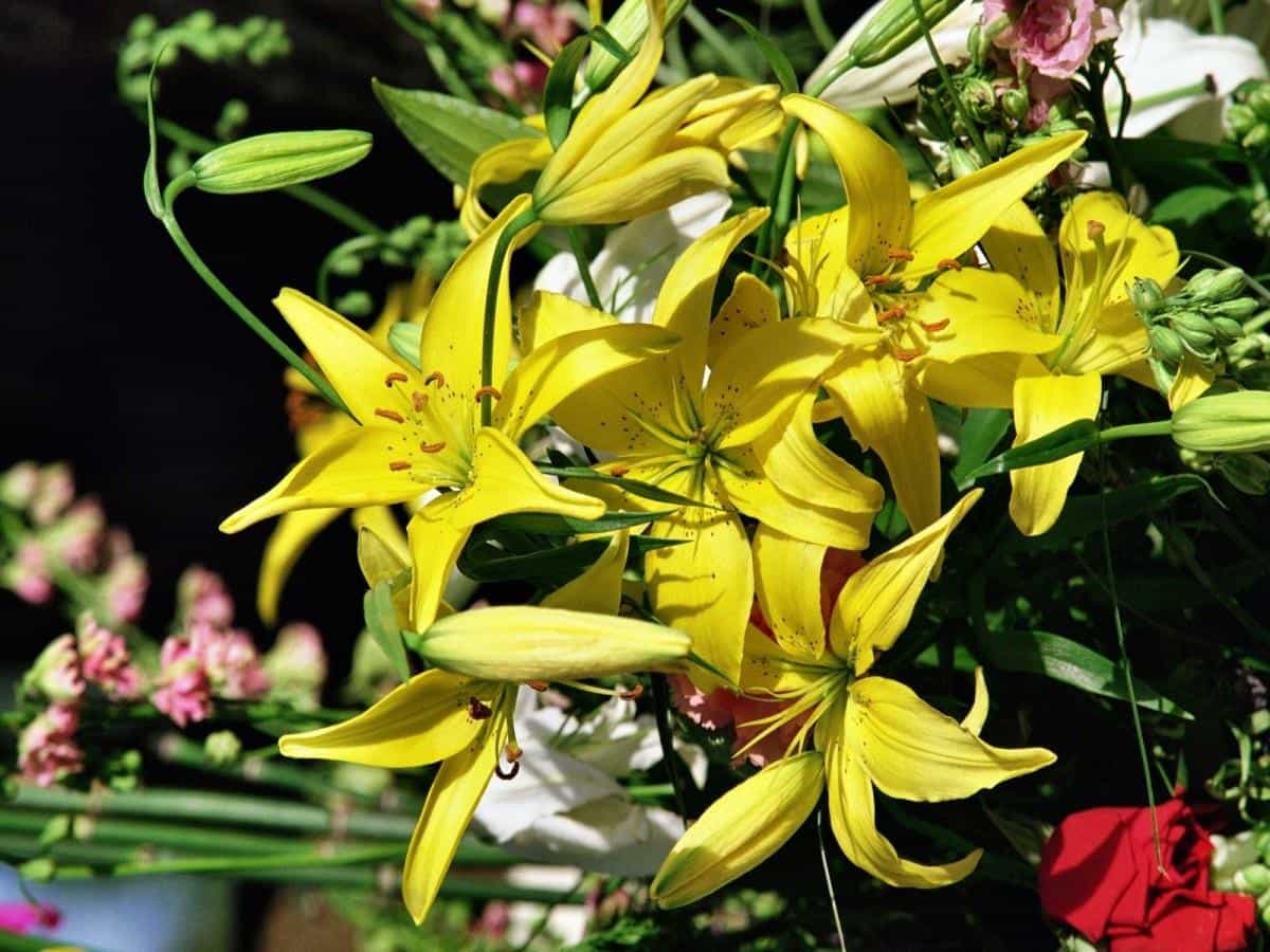 清新百合花图片