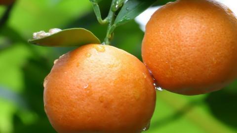 水果桔子高清图片