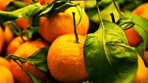 水果桔子高清图片