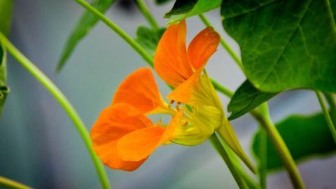 旱金莲美丽花朵图片