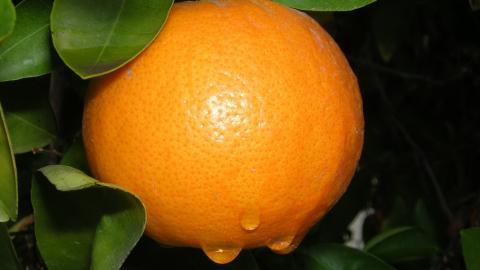 水果桔子高清图片