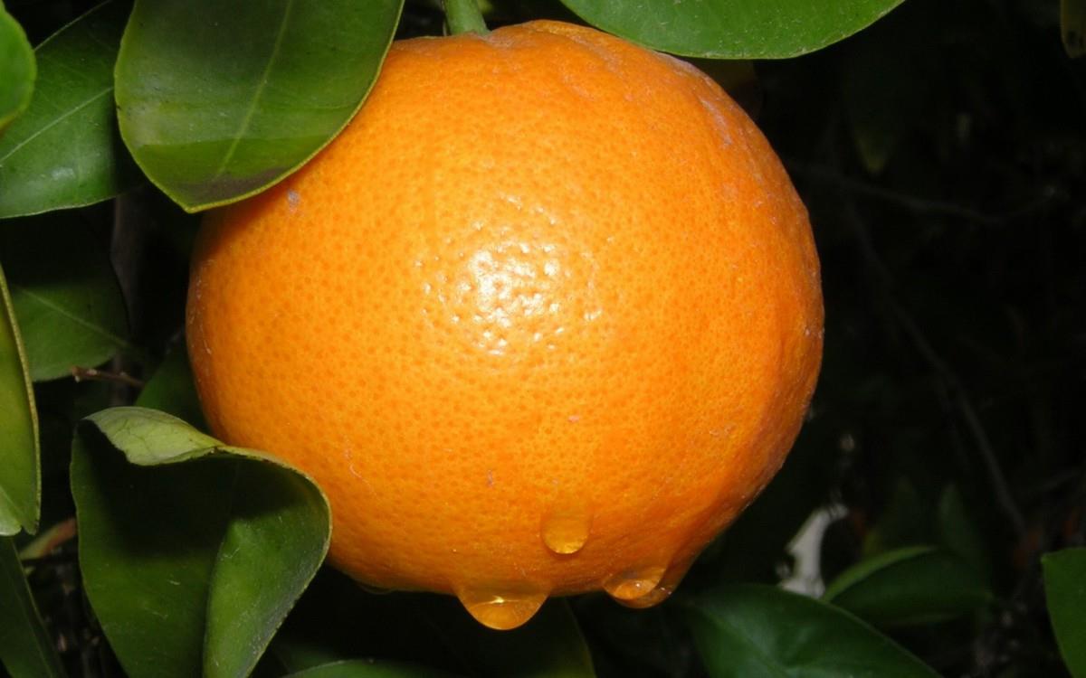 水果桔子高清图片