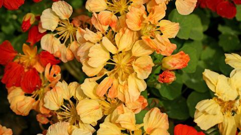 旱金莲美丽花朵图片