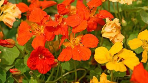 旱金莲美丽花朵图片