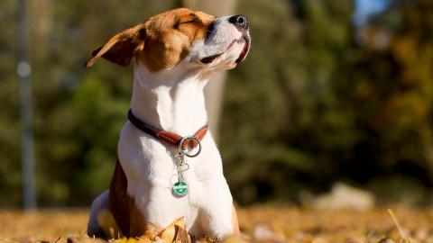 秋天的狗狗图片
