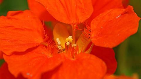 旱金莲美丽花朵图片