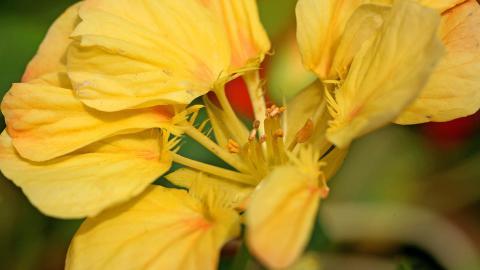 旱金莲美丽花朵图片