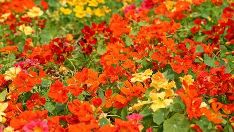 旱金莲美丽花朵图片