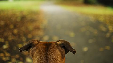 秋天的狗狗图片