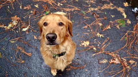 秋天的狗狗图片