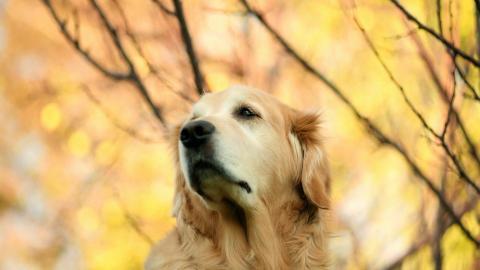 秋天的狗狗图片